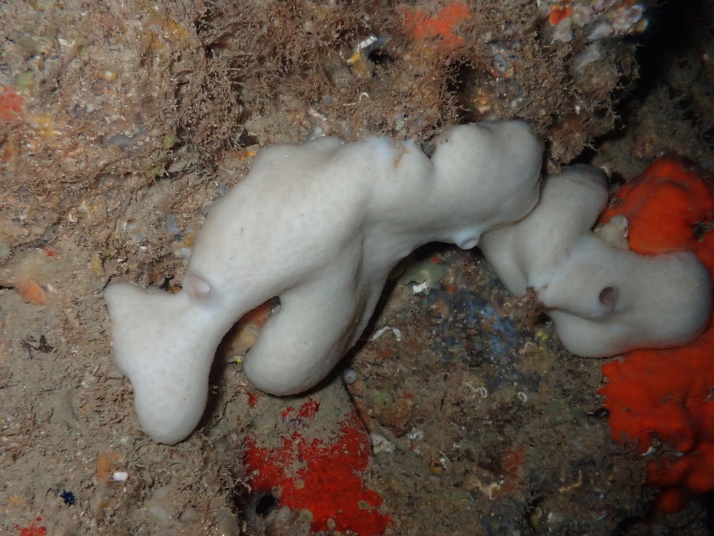 Kidney Sponge
