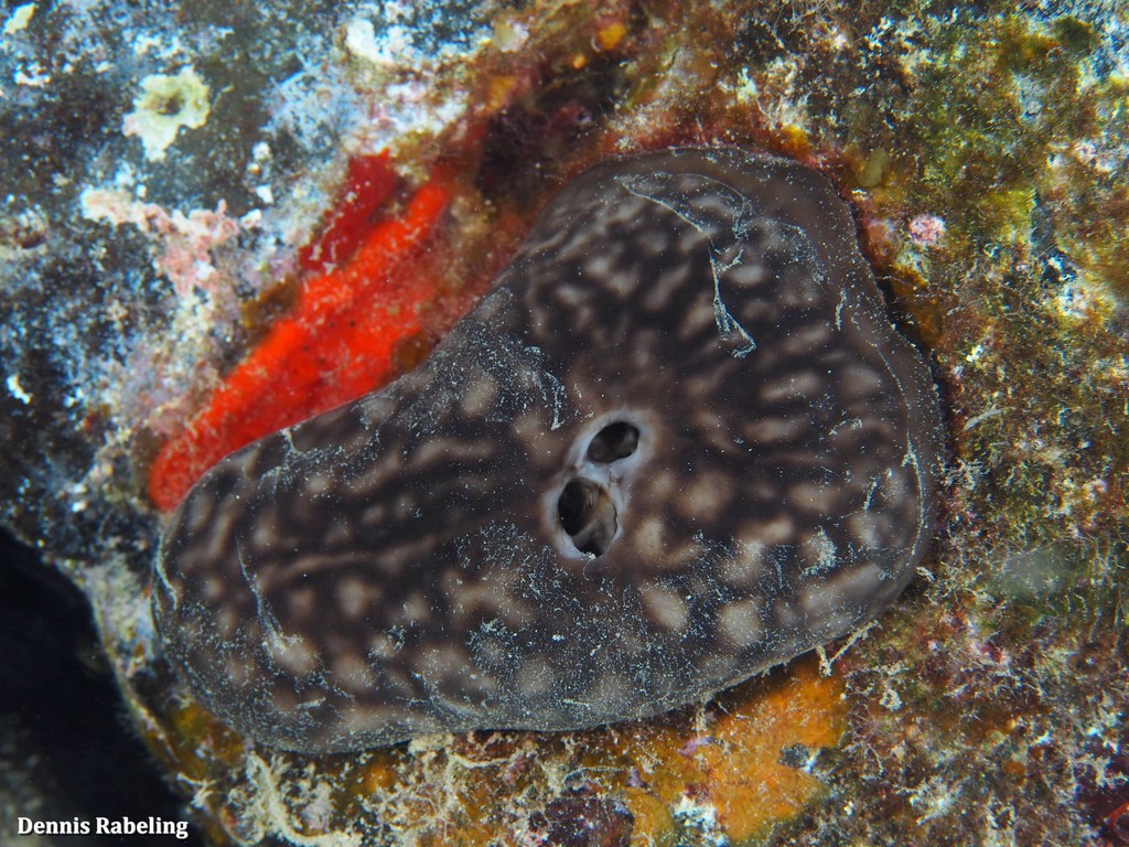 Kidney Sponge