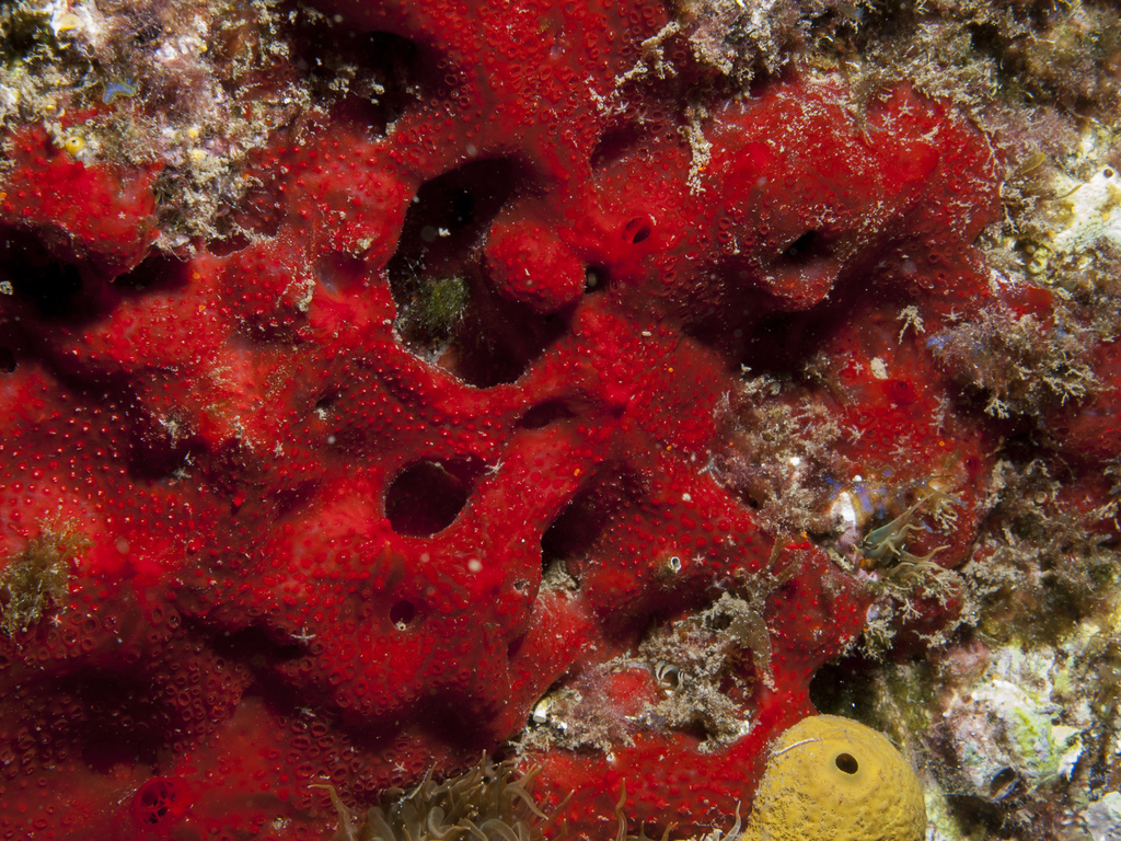 Éponge Catalane Rouge À Cratères