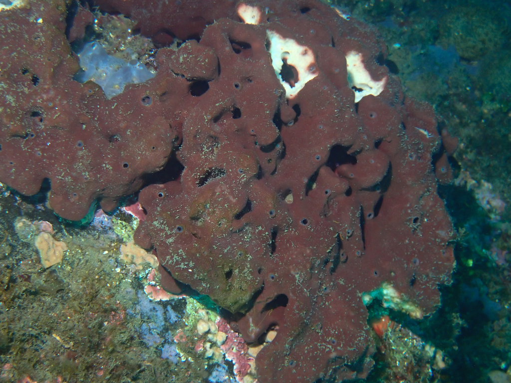 Stony Sponge