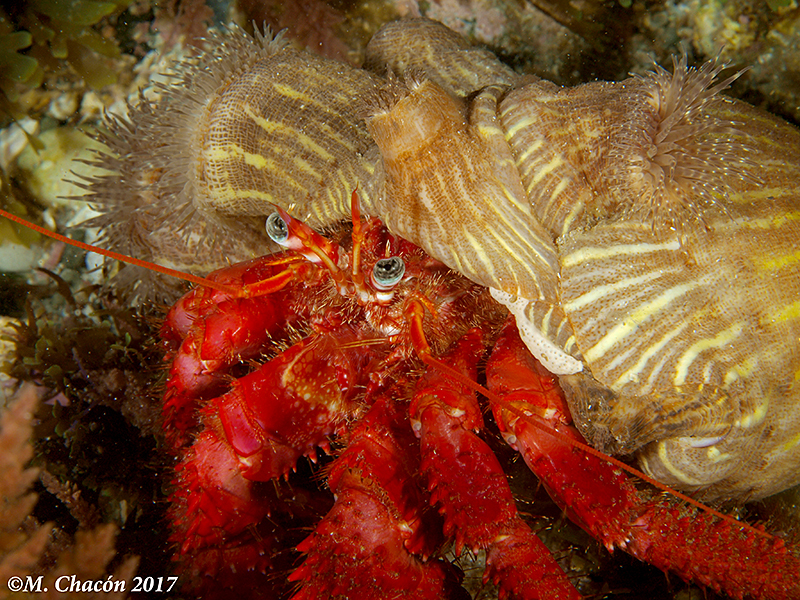 Red Hermit Crab