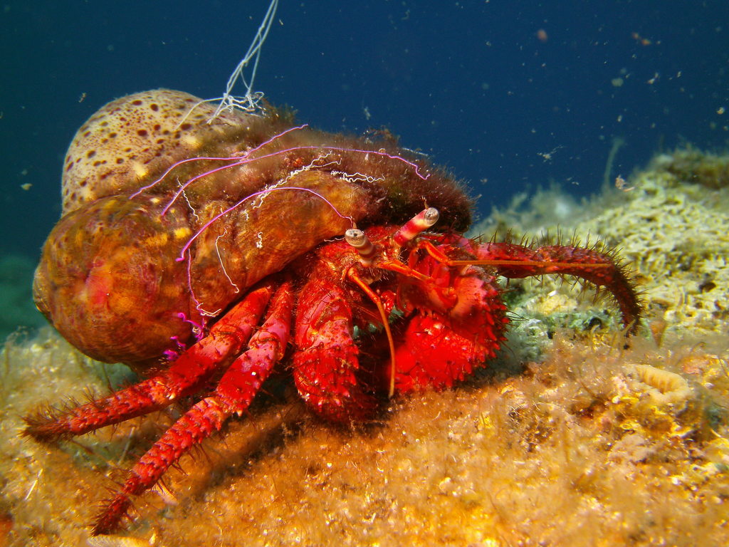 Red Hermit Crab