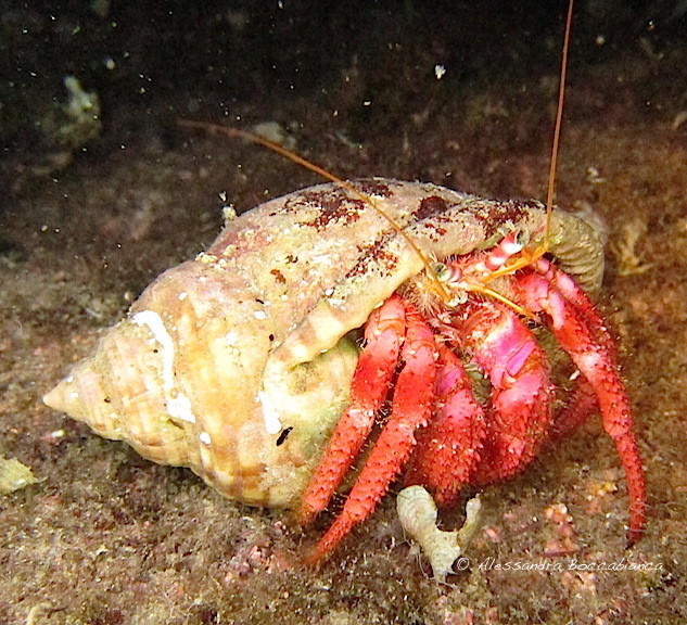 Red Hermit Crab