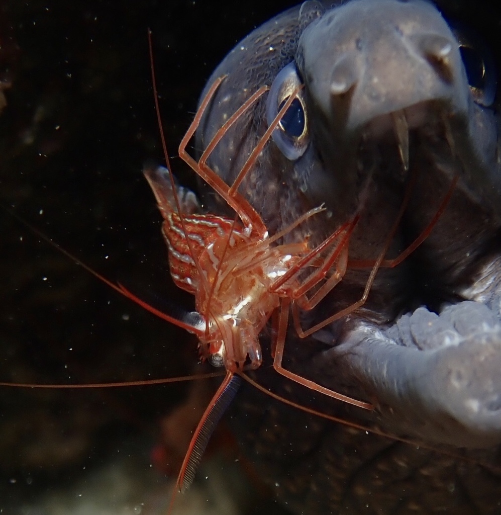 Monaco Shrimp