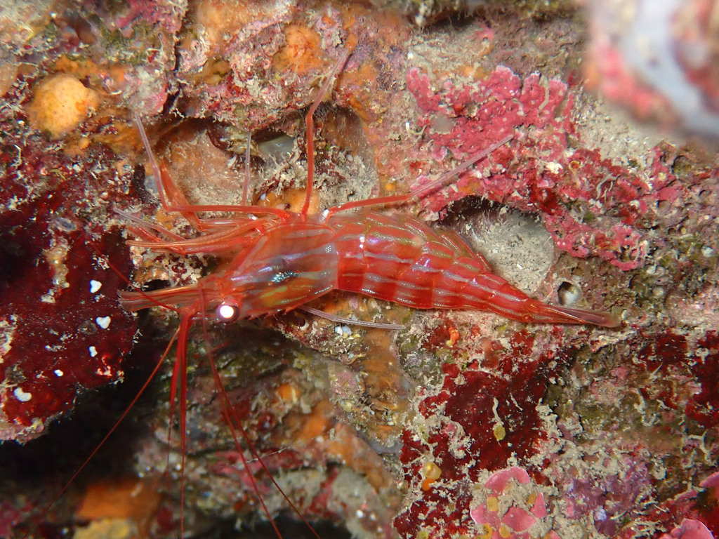 Monaco Shrimp