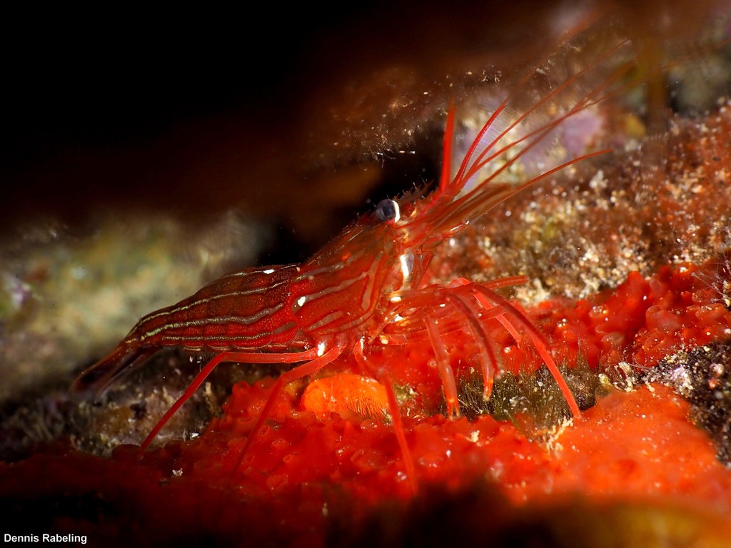 Monaco Shrimp