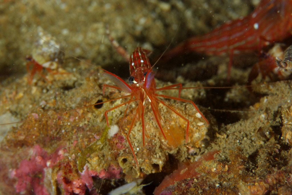 Monaco Shrimp