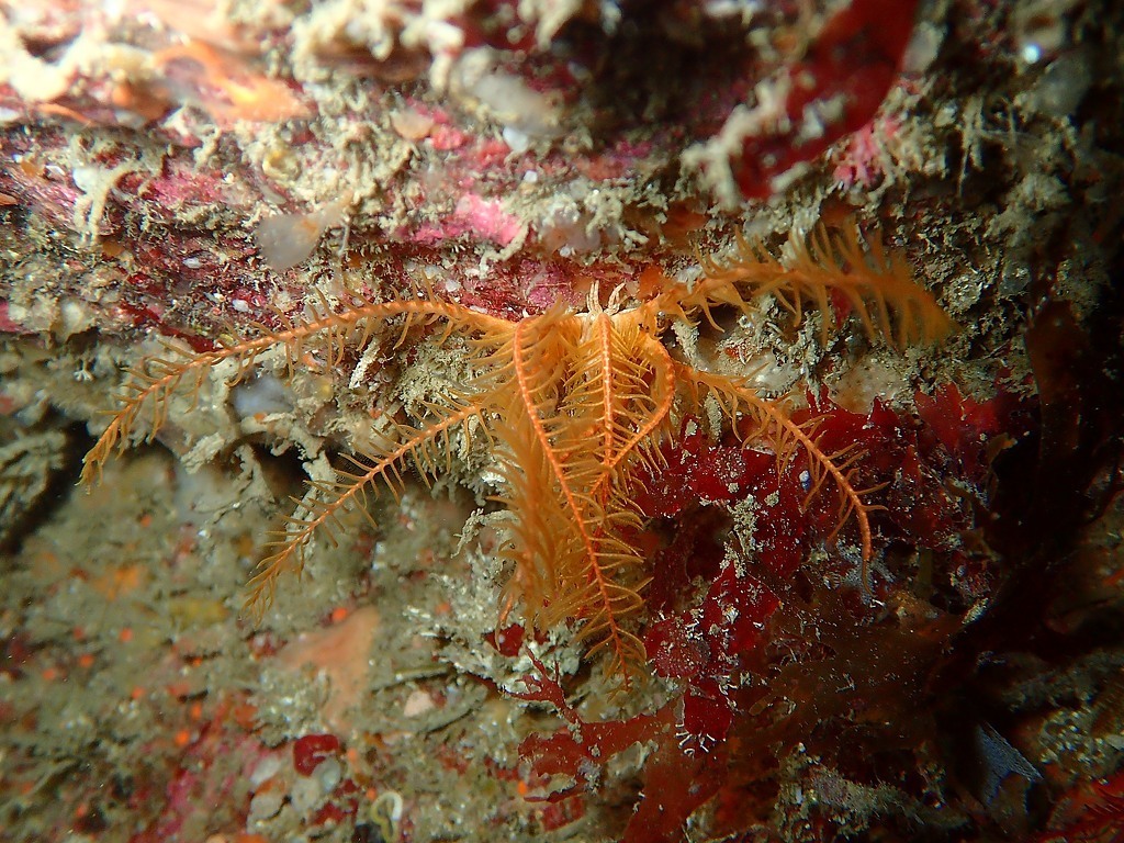 Rosy Feather Star