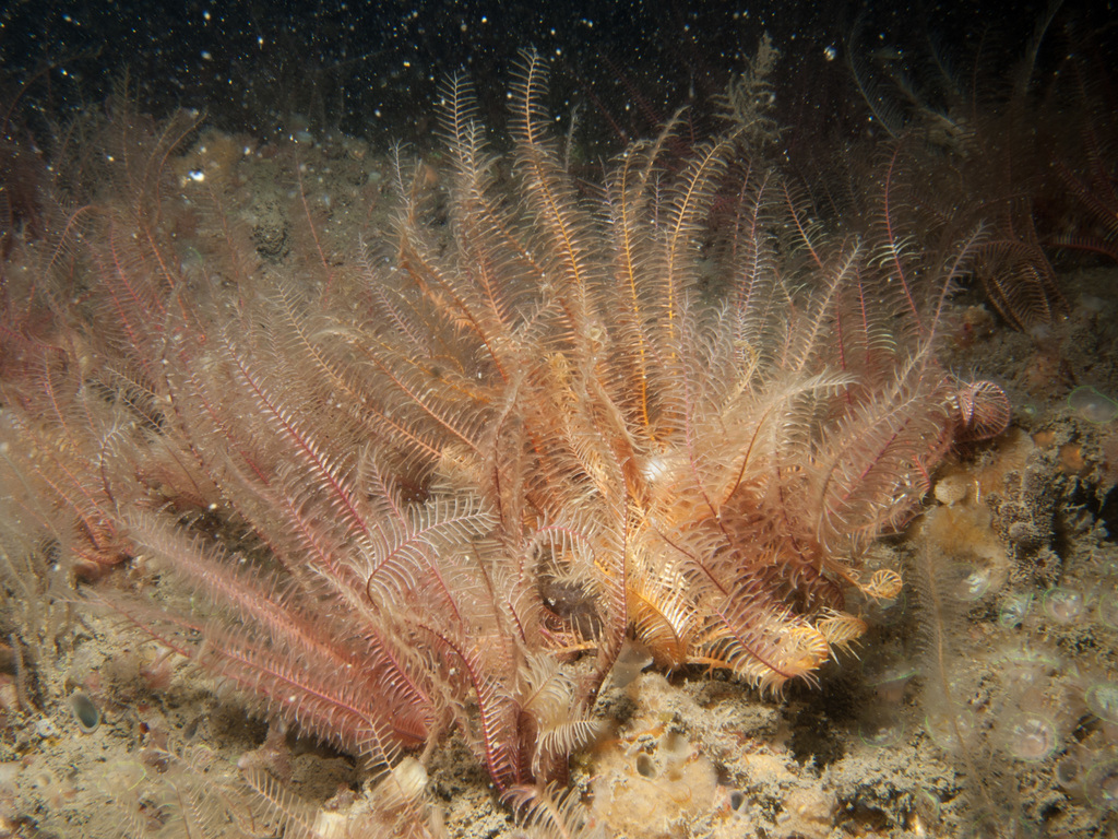 Rosy Feather Star