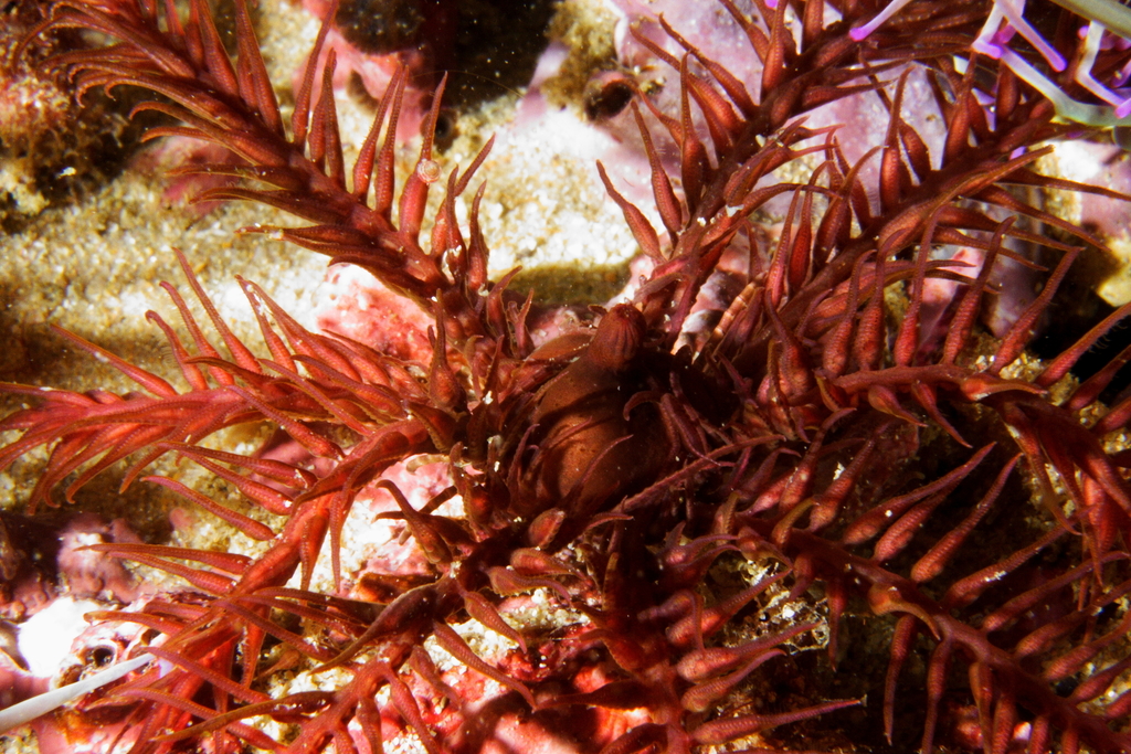 Rosy Feather Star