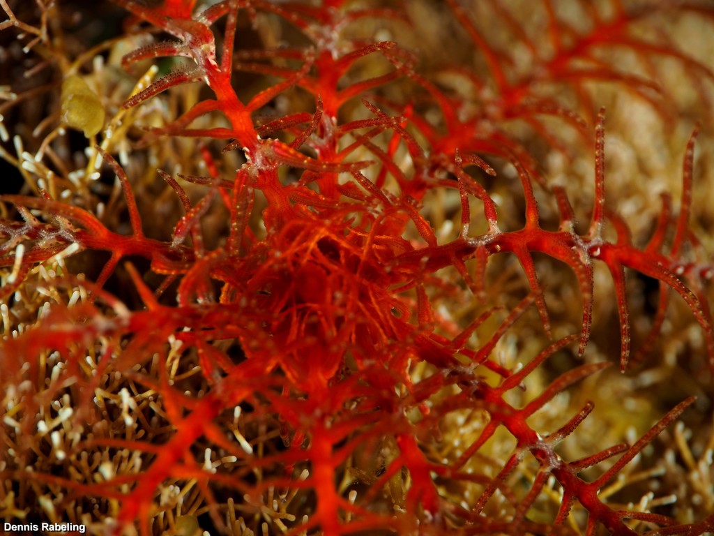 Rosy Feather Star
