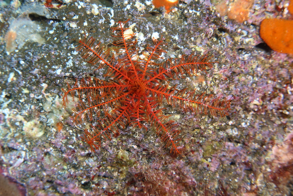 Rosy Feather Star