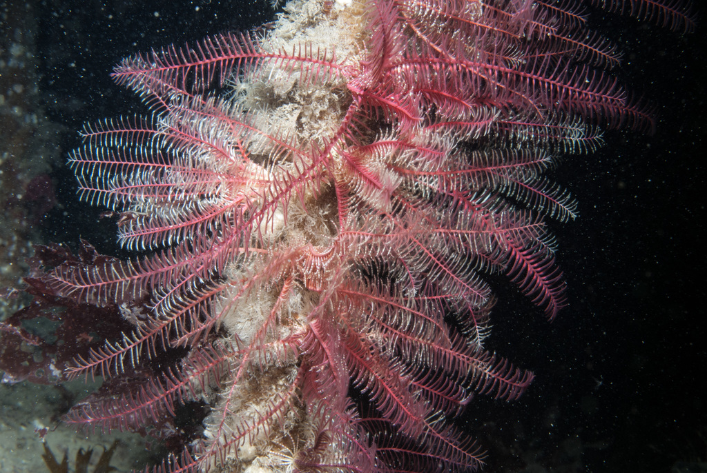 Rosy Feather Star