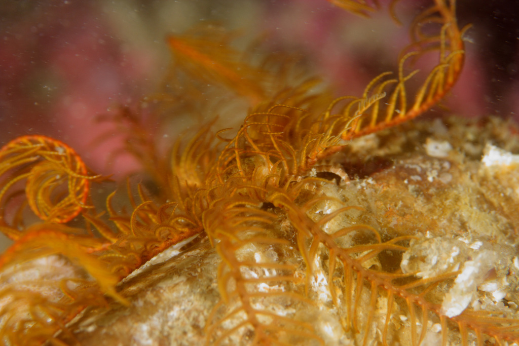 Rosy Feather Star