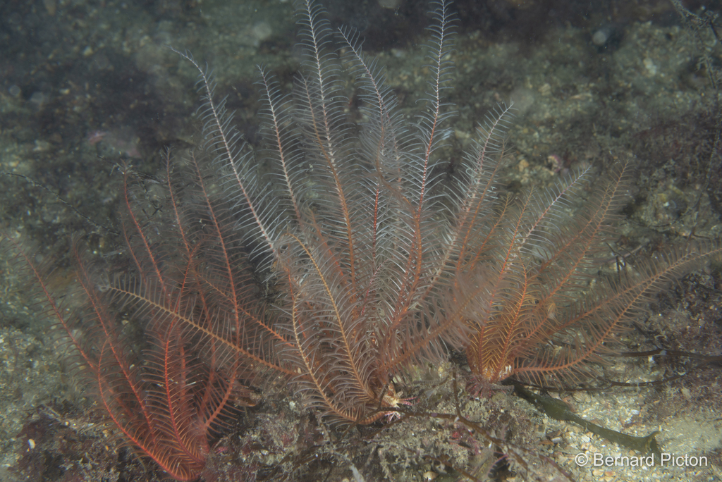 Rosy Feather Star