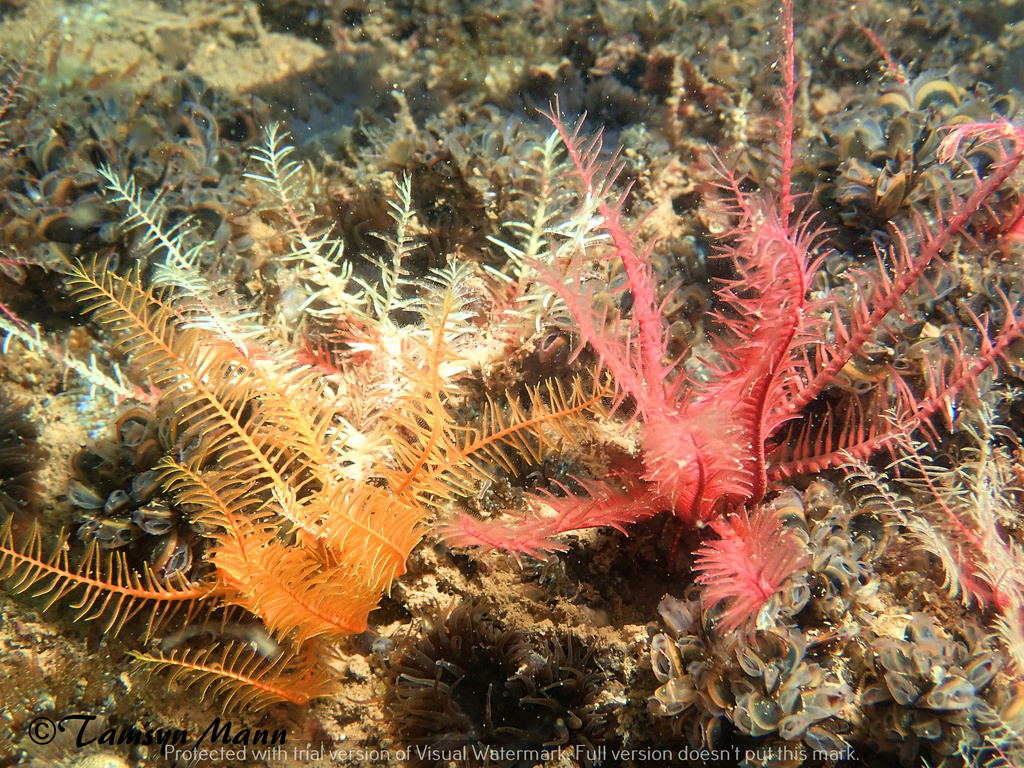 Rosy Feather Star