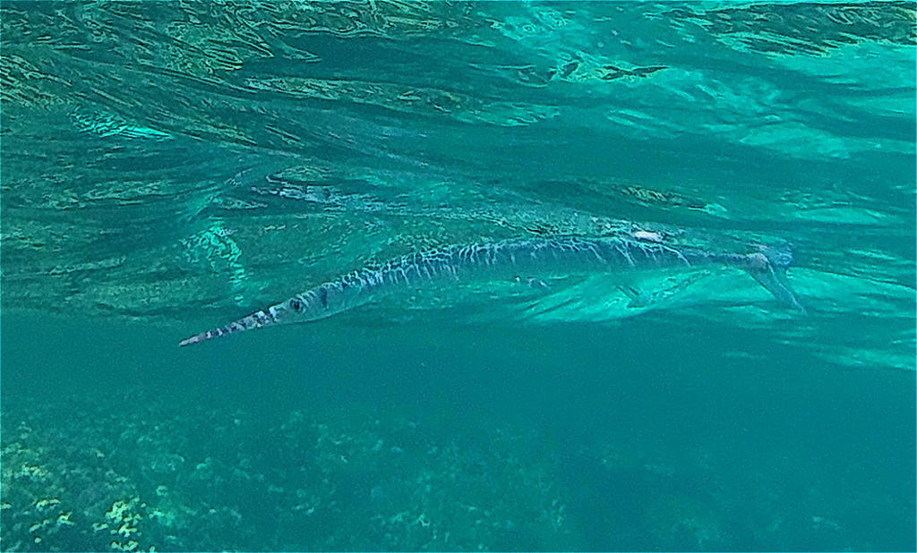 Red Sea Needlefish