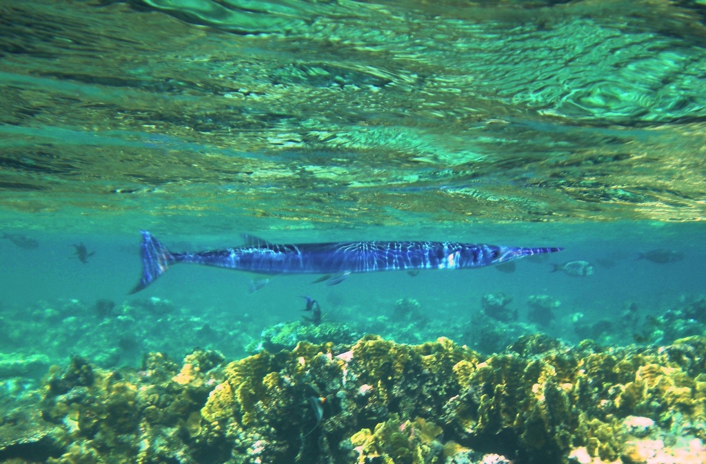 Red Sea Needlefish