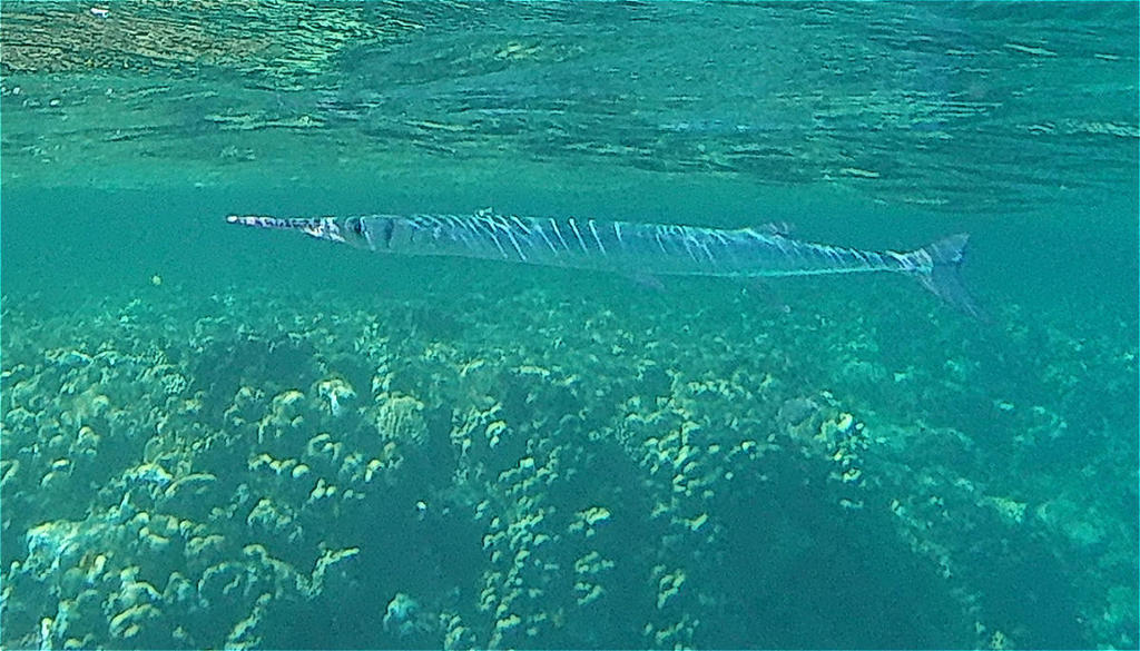 Red Sea Needlefish