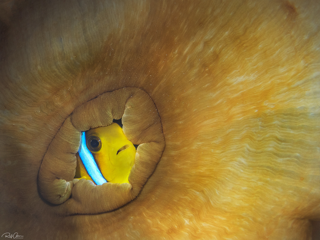 Red Sea Anemonefish