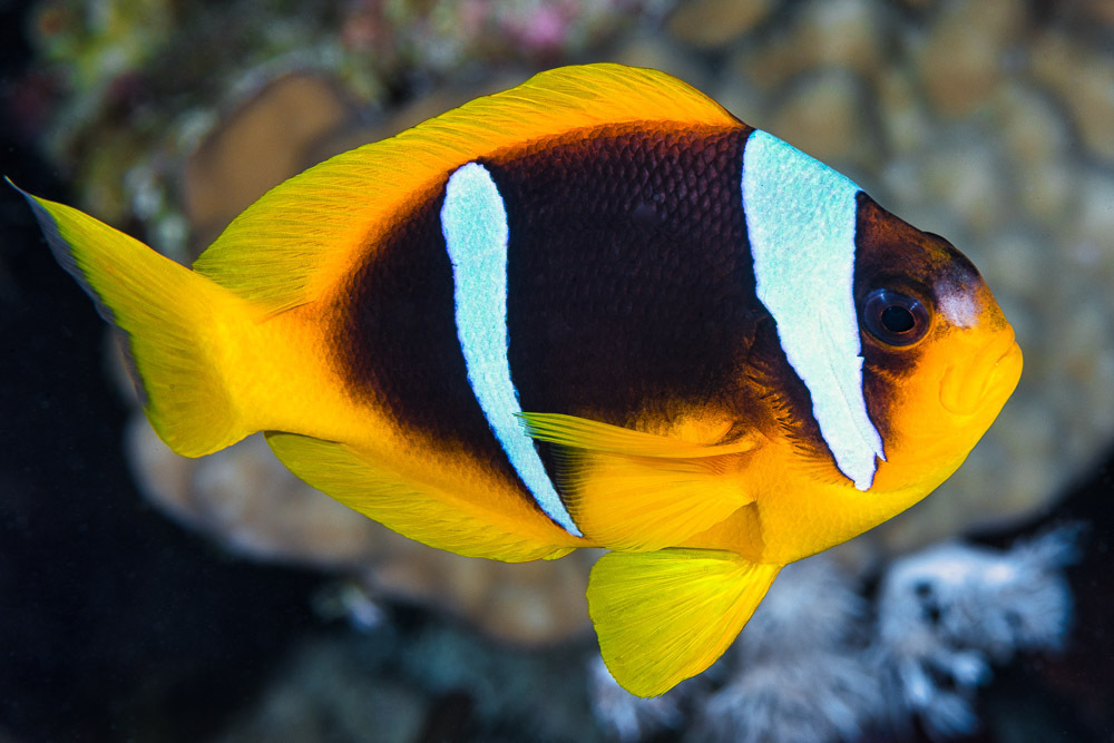 Red Sea Anemonefish