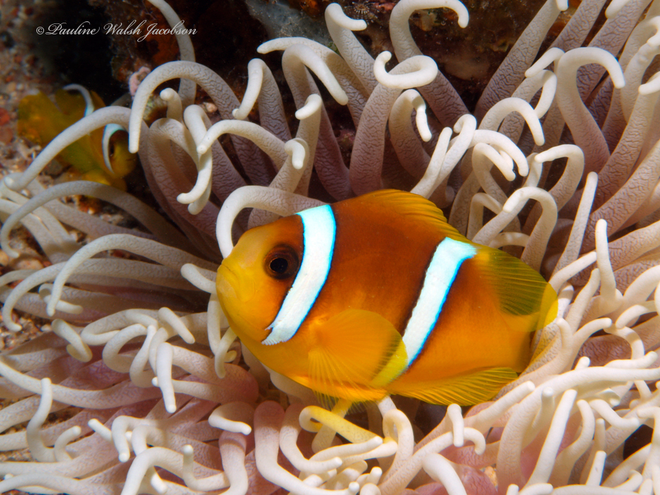 Red Sea Anemonefish