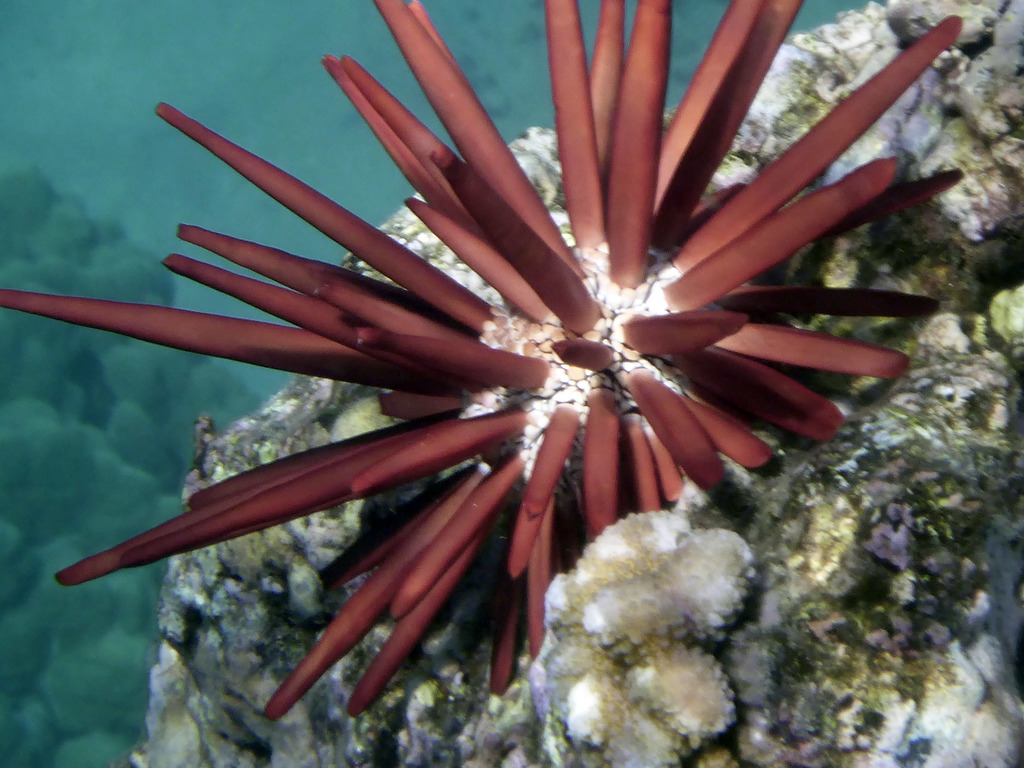Red Pencil Urchin
