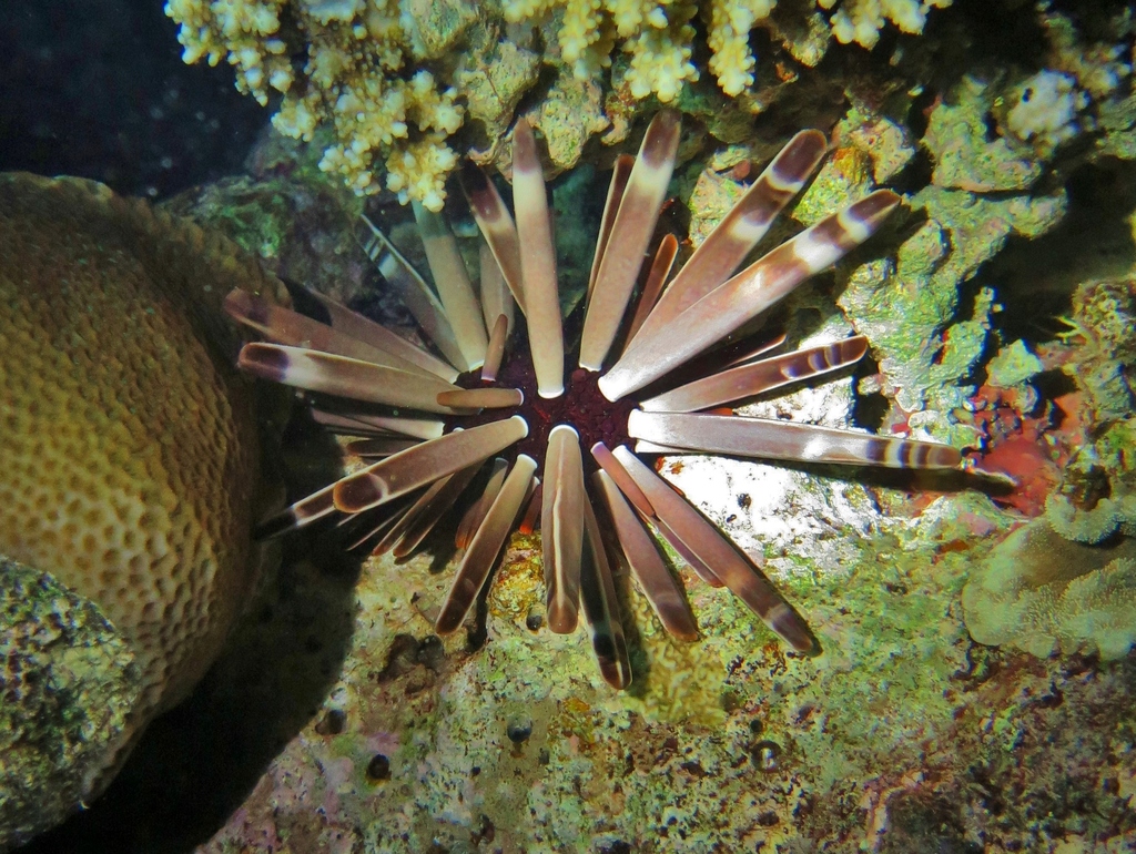 Red Pencil Urchin