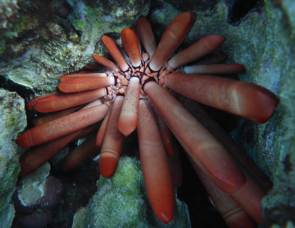 Red Pencil Urchin