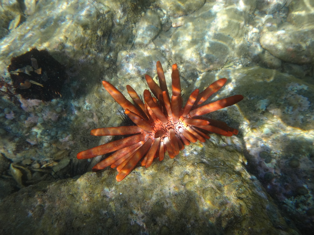 Red Pencil Urchin