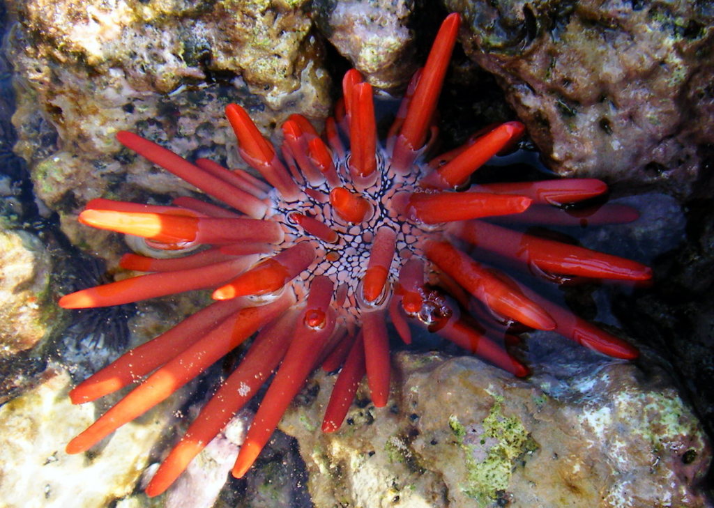 Red Pencil Urchin