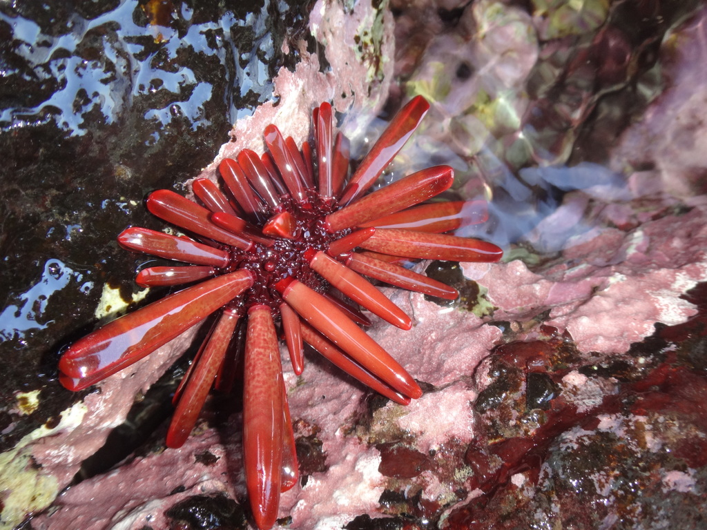 Red Pencil Urchin