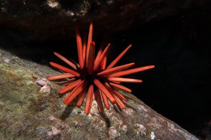 Red Pencil Urchin
