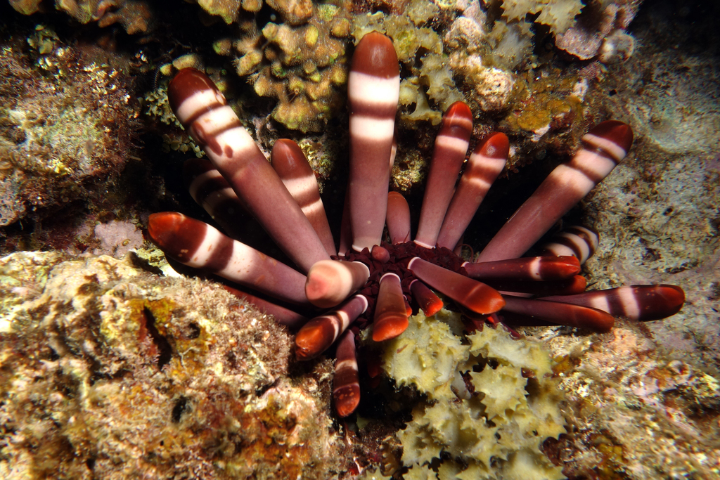 Red Pencil Urchin
