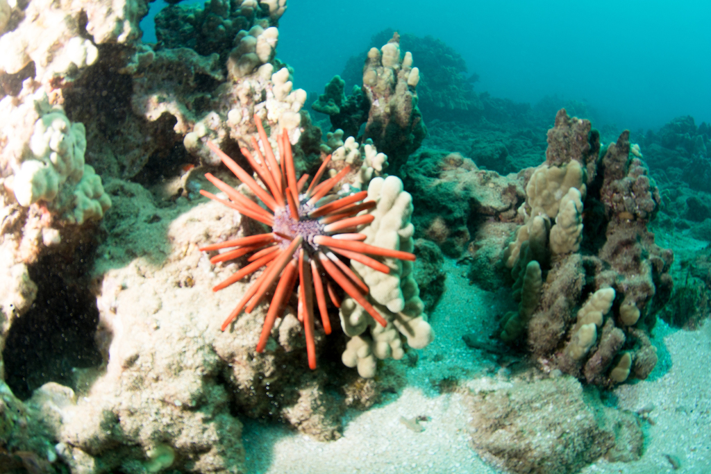 Red Pencil Urchin