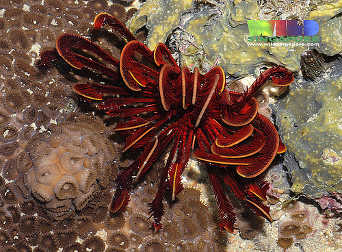 Beautiful Feather Star