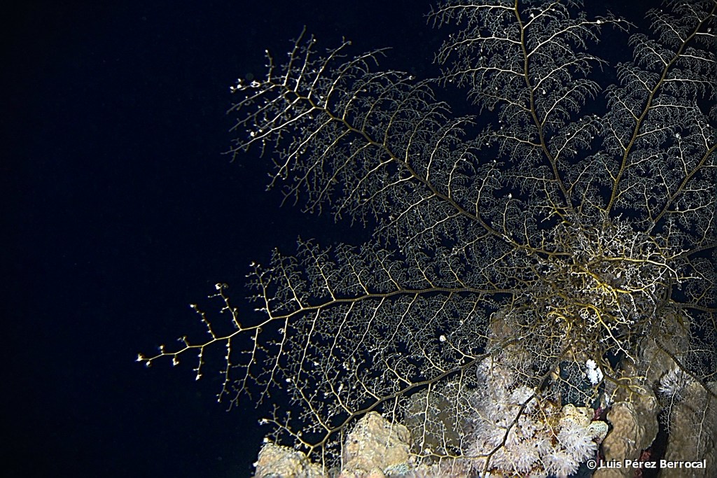 Naked Basket Star