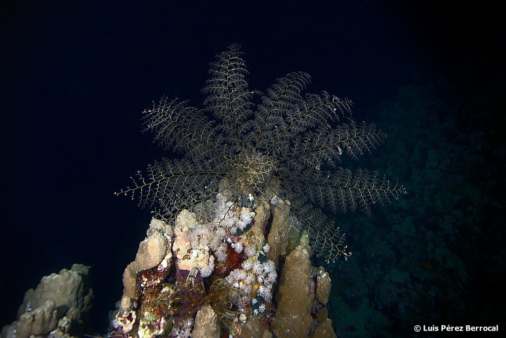Naked Basket Star