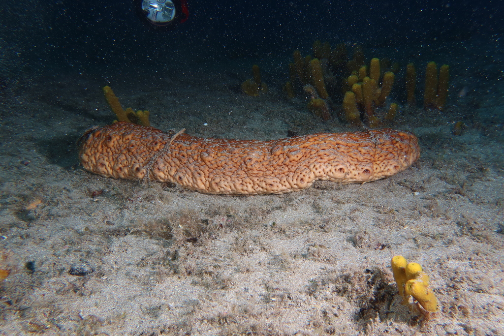 Holothuria Arguinensis