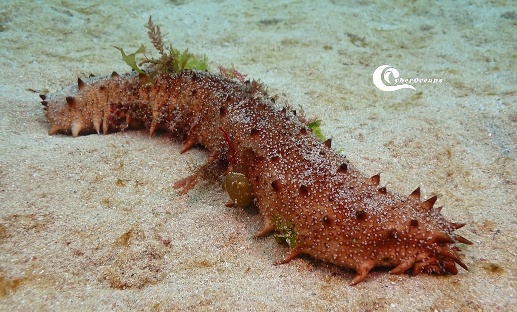 Holothuria Arguinensis