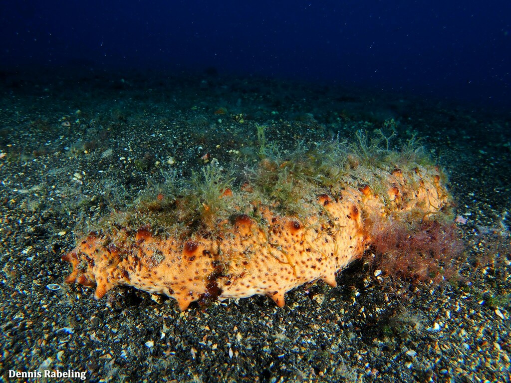 Holothuria Arguinensis