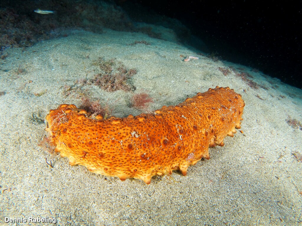 Holothuria Arguinensis