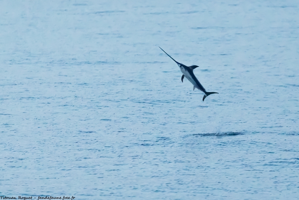 Broadbill Swordfish