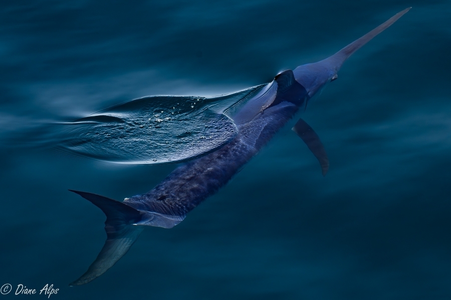 Broadbill Swordfish
