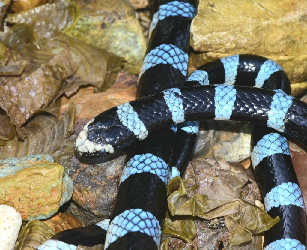 Blue-lipped Sea Krait