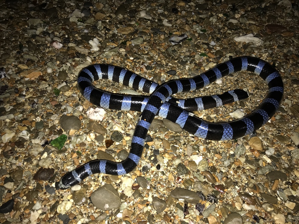 Blue-lipped Sea Krait