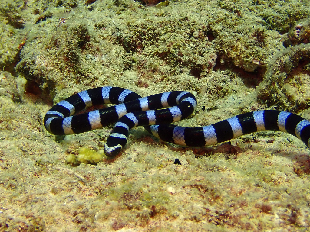 Blue-lipped Sea Krait