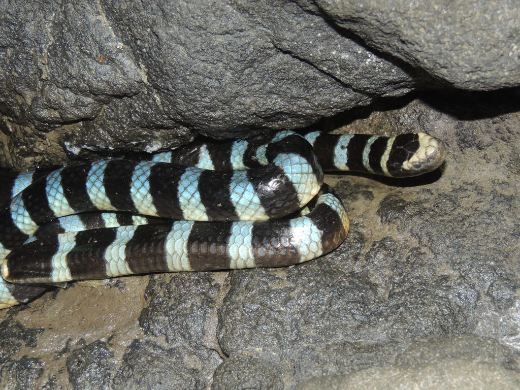 Blue-lipped Sea Krait