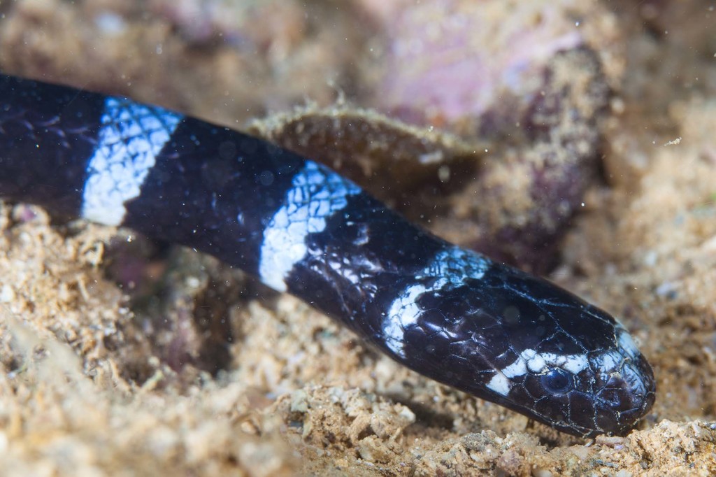 Blue-lipped Sea Krait