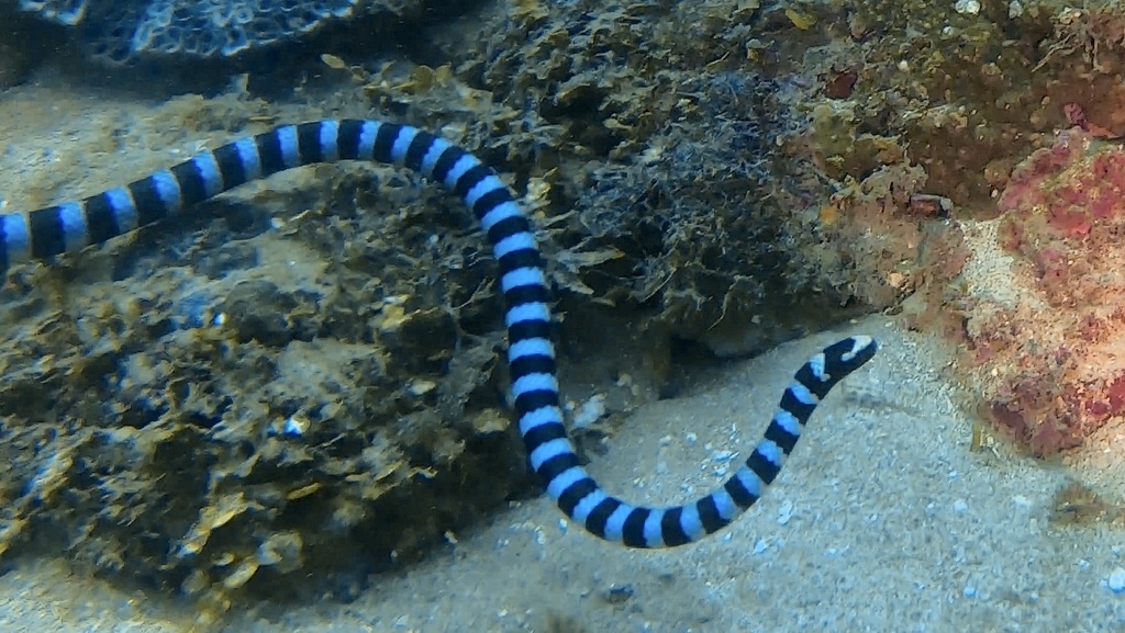 Blue-lipped Sea Krait